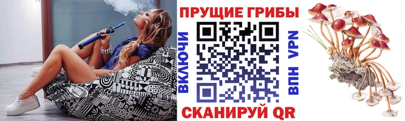 Псилоцибиновые грибы мицелий  Купить закладки  Баксан 